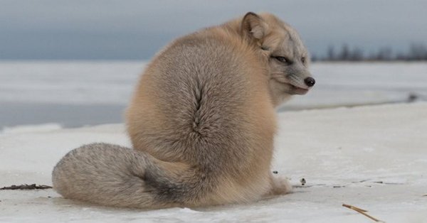 Полный песец.