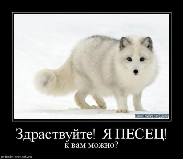 Песец пришел