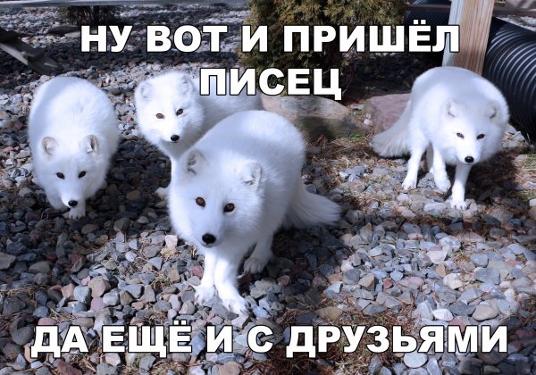 Прикольный писец