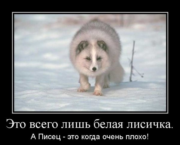 Полный песец демотиватор