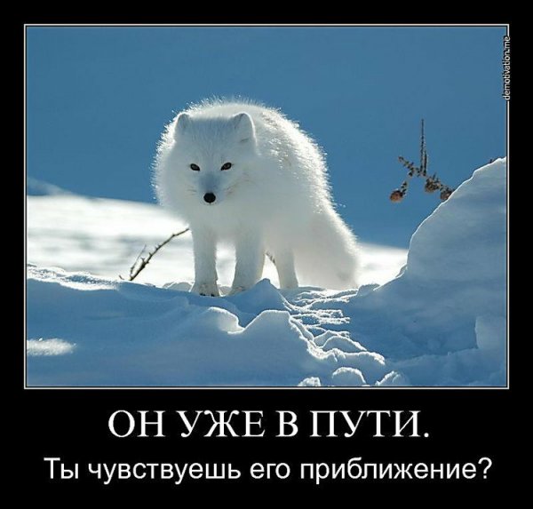Полный песец.