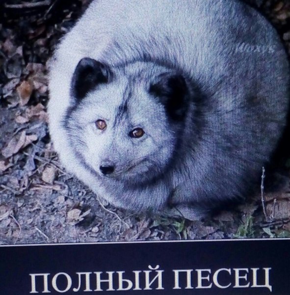 Полный писец