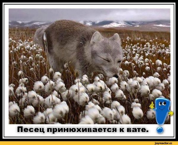 Песец подкрался