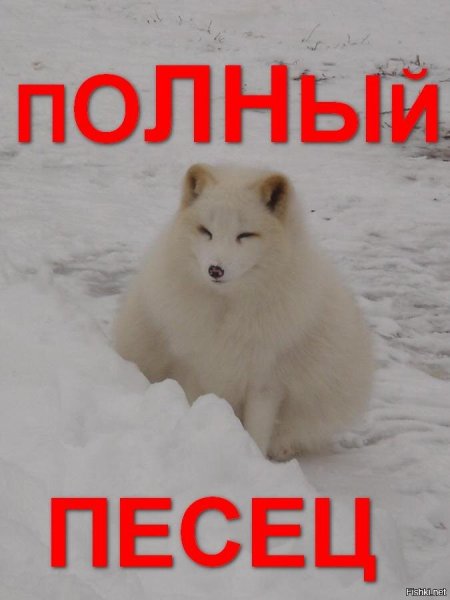 Полный песец.