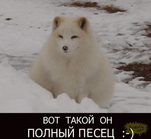 Прикольный песец