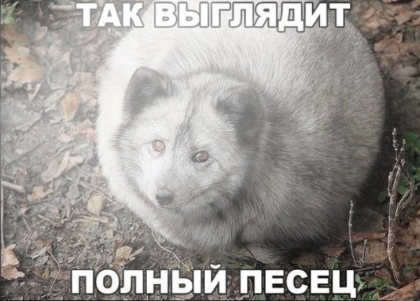 Полный песец.
