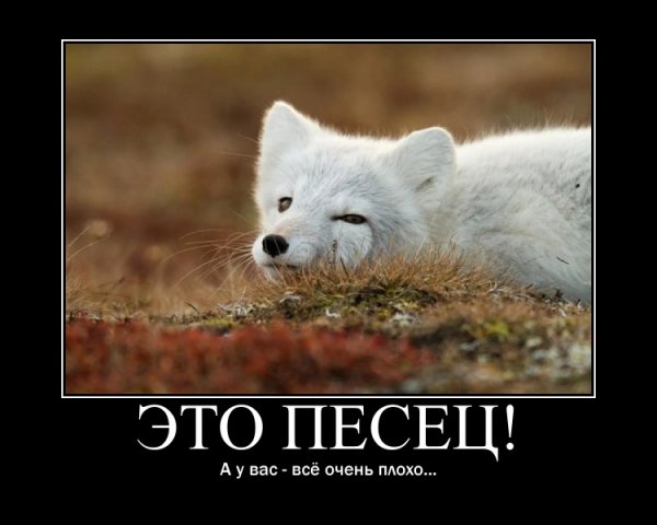 Песец подкрался
