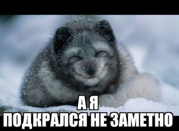 Песец подкрался незаметно