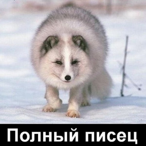 Полный песец.