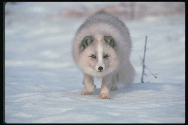 Песец пришел
