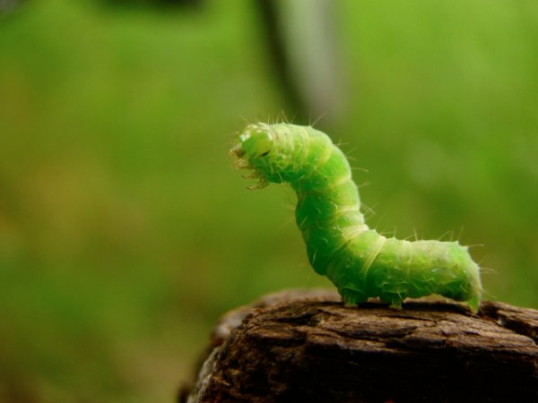 Кот гусеница