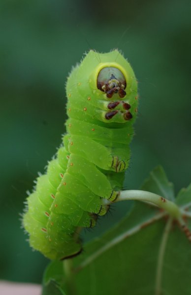 Green Caterpillar гусеница