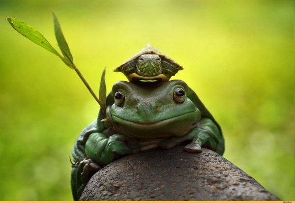 Лягушка-черепаха (Turtle Frog)