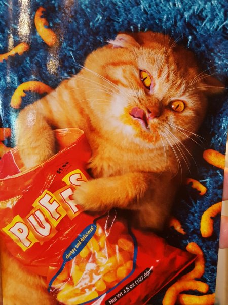 Кот с чипсами