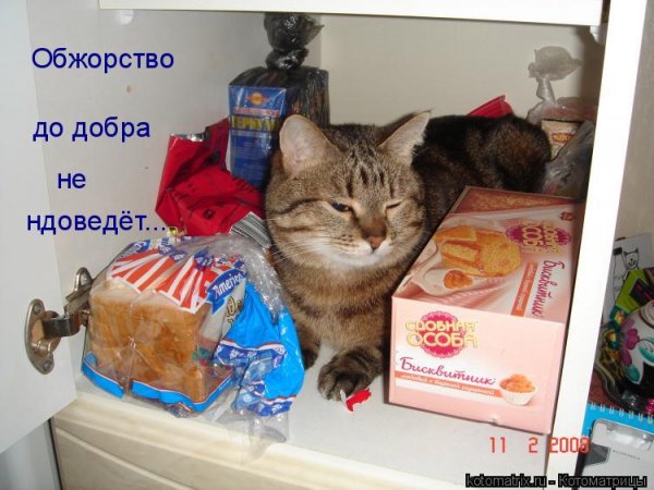 Приколы про новогоднее обжорство
