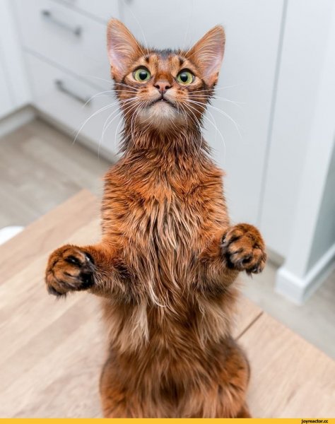 Эррол кошка