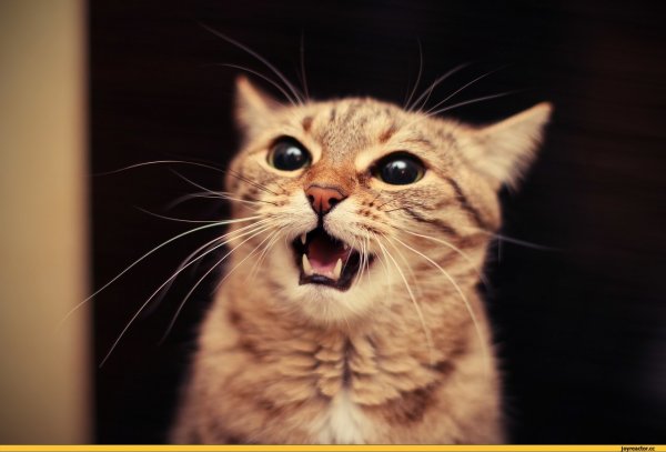 Смешной кот