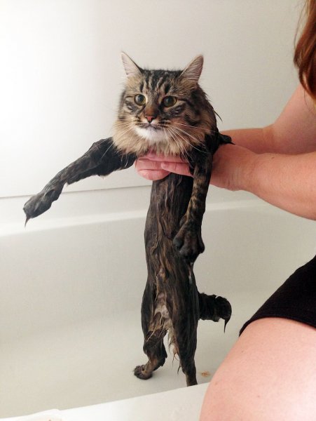 Мокрые коты