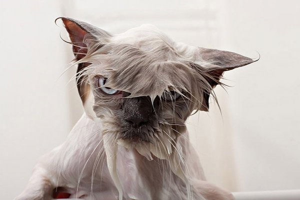 Мокрые коты