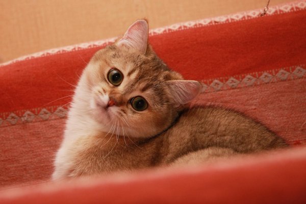 Нервный кот