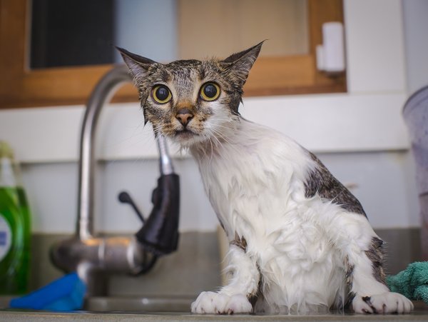 Смешной рыжий котенок