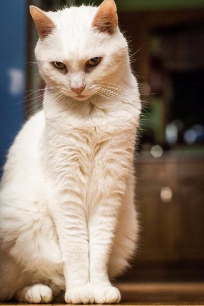 Промокший котенок