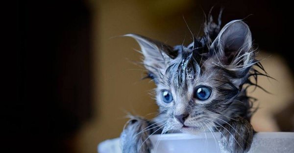 Кошка моется