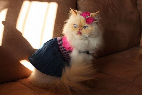Мокрая кошка