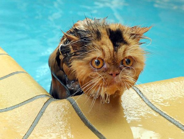 Кот на крыше