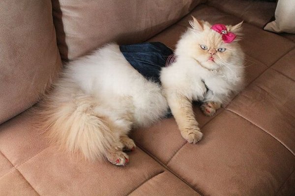 Милые котики