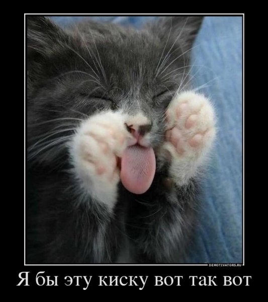 Промокший котенок