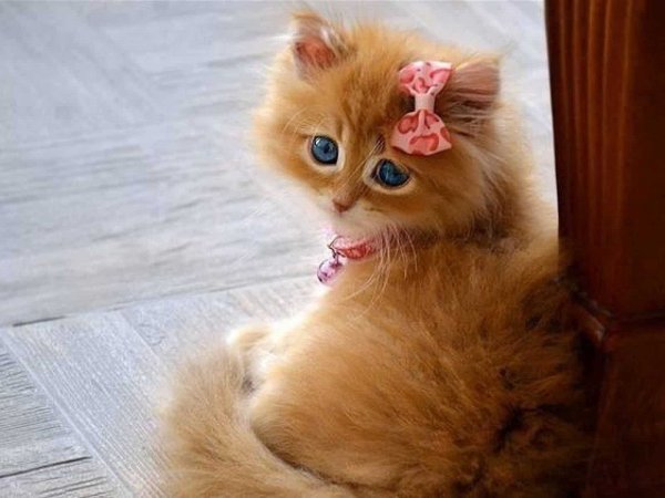 Красивые котята