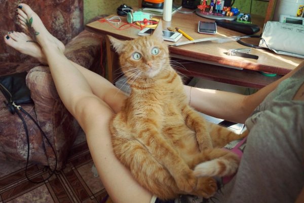 Смешное нижнее белье с котиками