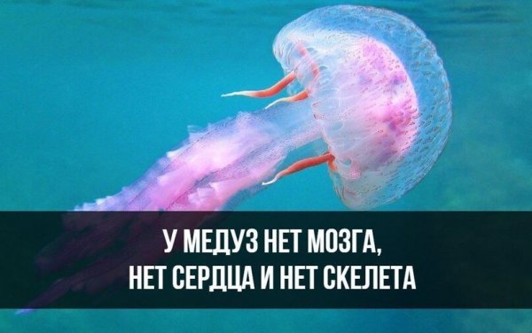 Тарханкут Нашествие медуз