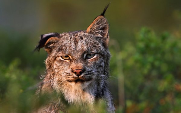 Рысь обыкновенная (Felis Lynx l.),
