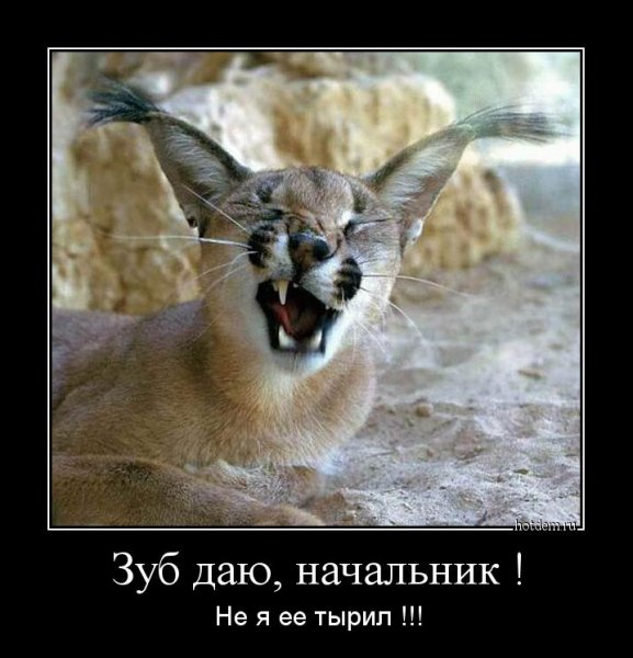 Рысь демотиватор
