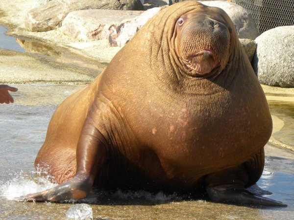 Walrus 1970 Walrus