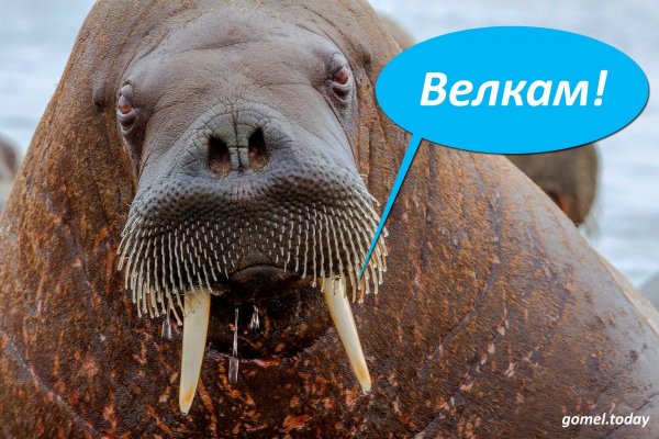 Серж морж