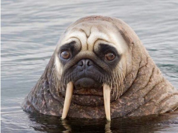Нерпа и морж