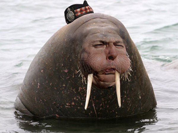 Забавный морж