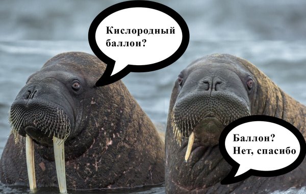 Веселый морж