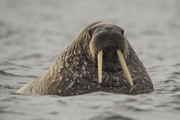 Прикольный морж