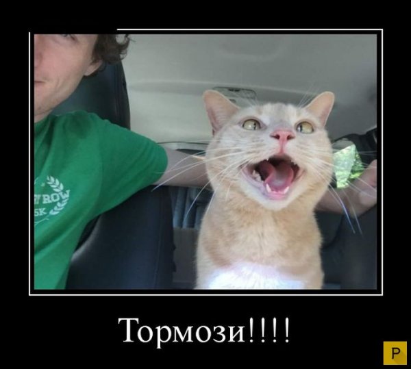 Тормоз смешные картинки