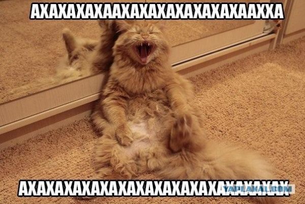 Кот ахахаха