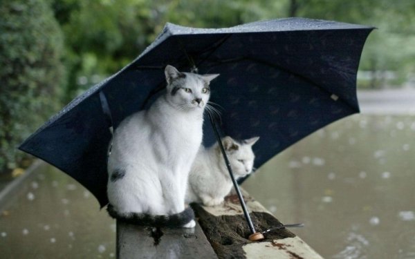 Кот под дождем