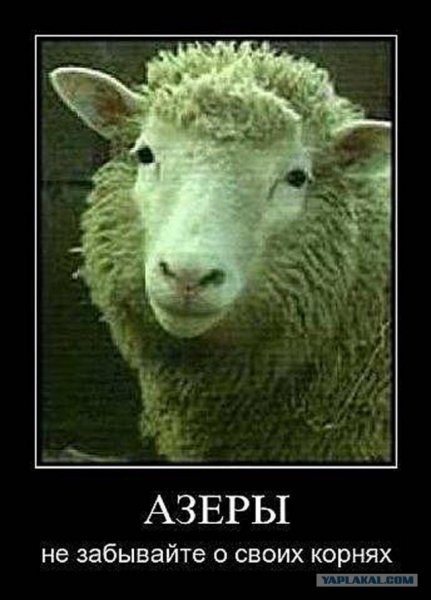 Азербайджанцы бараны