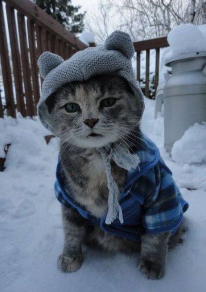 Замерзший котенок