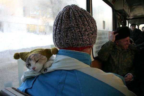 Холодно в автобусе