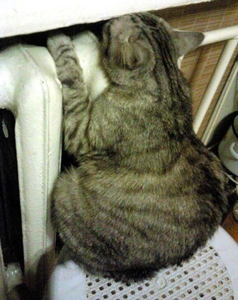 Котик замерз