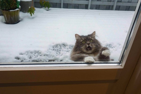 Кот мерзнет в снегу
